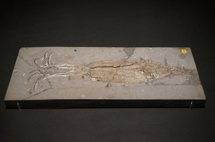 大英2頭足類の化石.jpg
