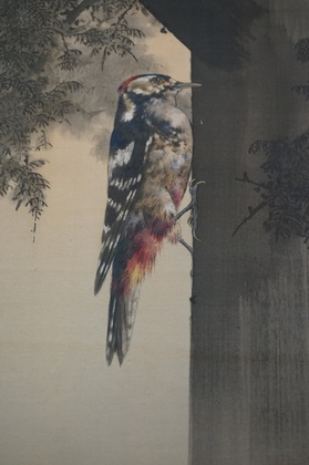 赤啄木鳥に檜2.jpg