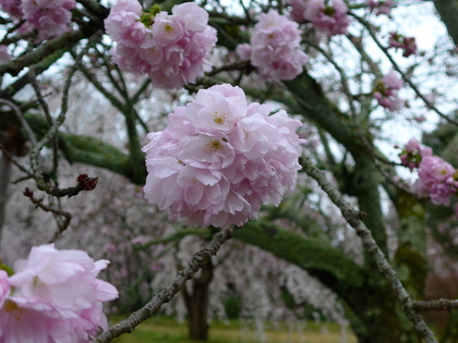 醍醐-霊宝院桜.jpg