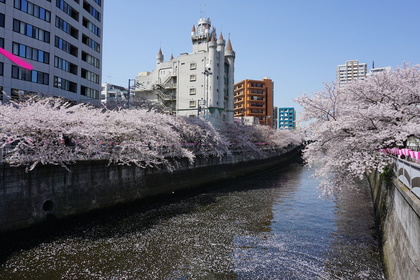 雅叙園-桜.jpg